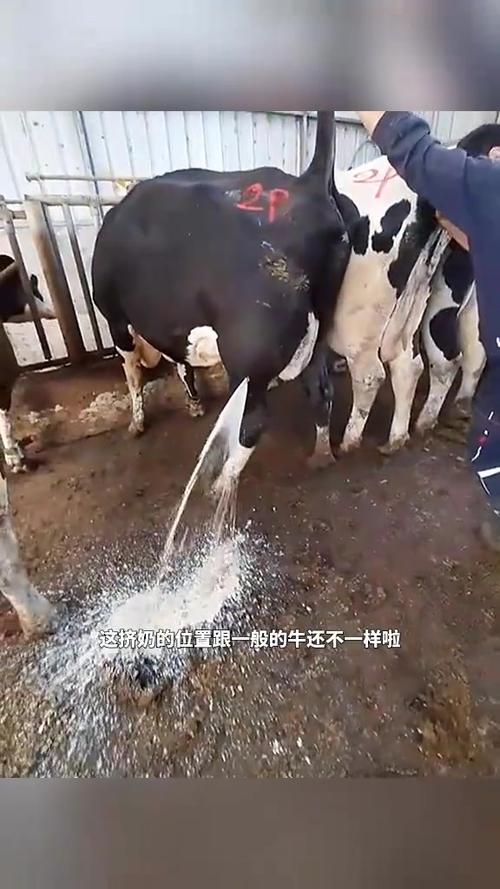 手工给奶牛挤奶正确手法图标