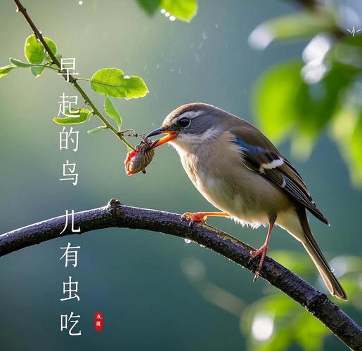 早起鸟儿有虫吃说说缩略图