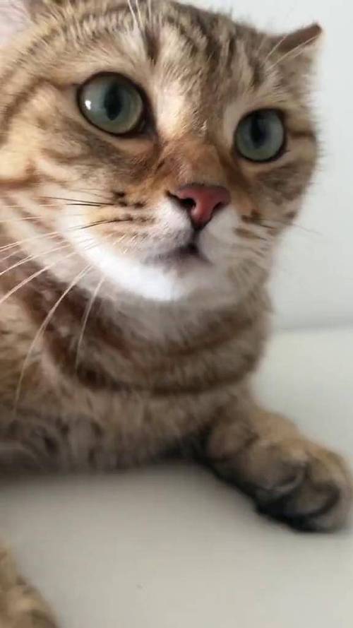 小奶猫叫声音mp3游戏截图