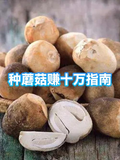 卖蘑菇赚钱吗