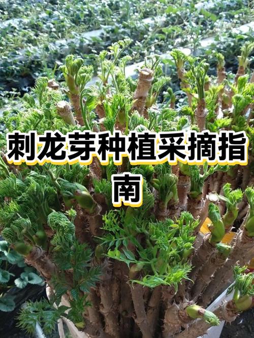 刺龙芽的种植方法缩略图