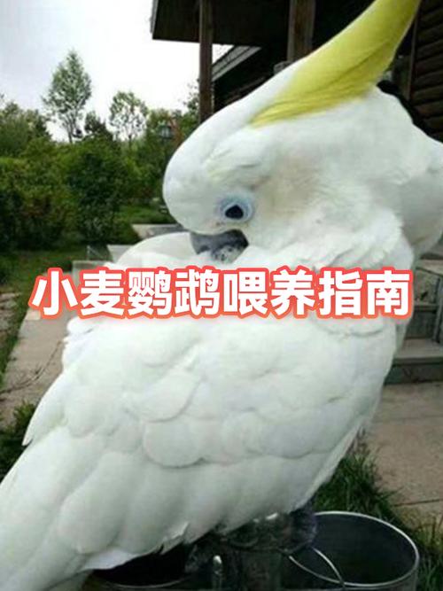 鹦鹉一直吃小米行吗