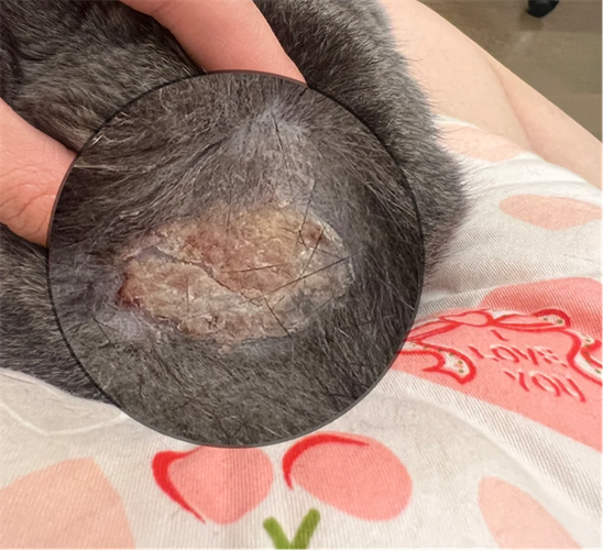 猫身上有癣怎么治缩略图