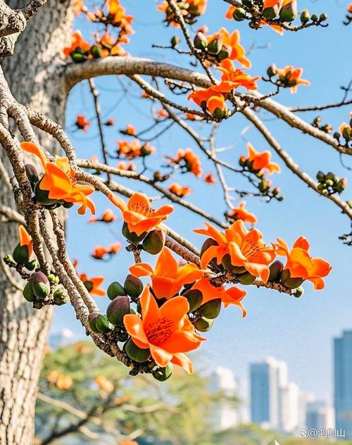 木棉花树图片