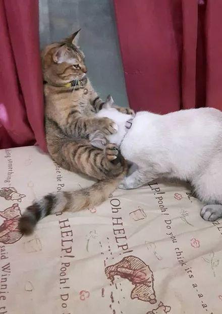 猫咪是啥意思污的方面
