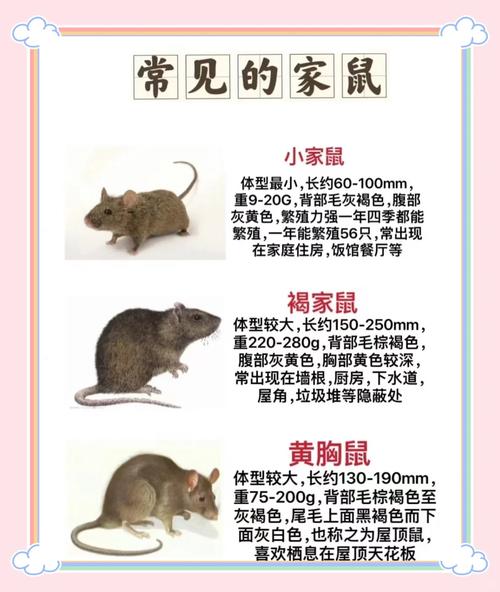 田鼠养殖视频致富经游戏截图