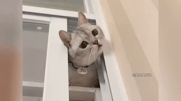 猫咪听得懂人说话吗