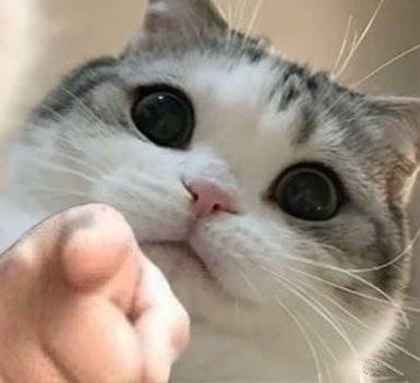 小猫指人嘲笑表情包