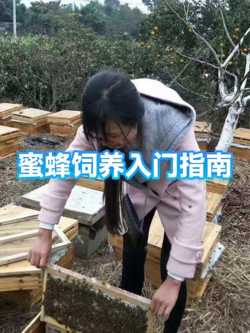 自己养一箱蜜蜂怎么养