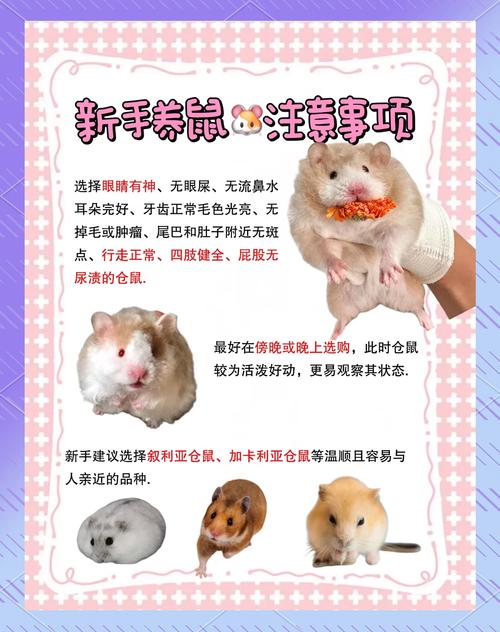 小苍鼠怎么养