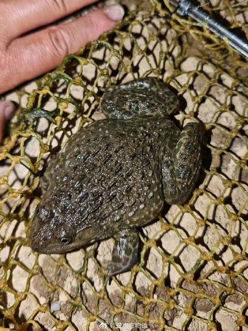 宰杀多少只虎纹蛙犯法