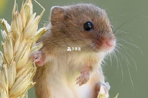 鼠宝宝几月出生最好