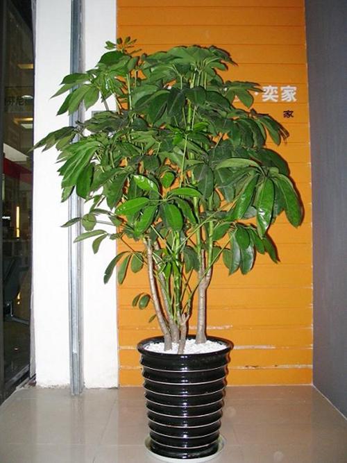 摇钱树资料网图标