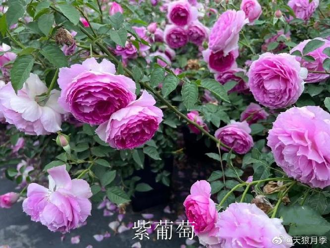 花信一对一视频聊