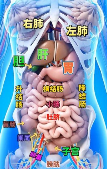 女人人的内脏结构图片缩略图