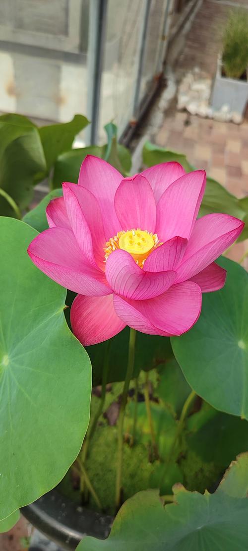 荷花6166tv官方下载安装最新版本