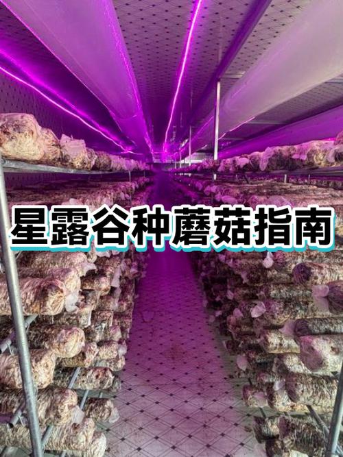 蘑菇农场怎么种蘑菇游戏截图