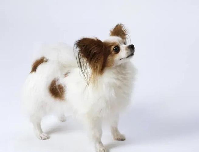 蝴蝶犬多少钱一只游戏截图