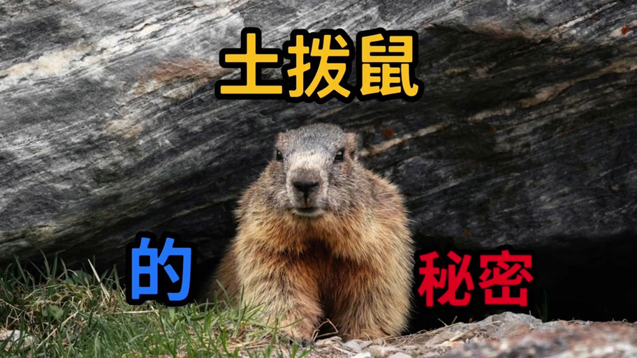 别人说你土拨鼠什么意思截图