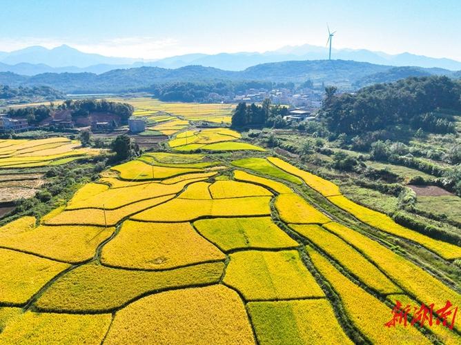金田园