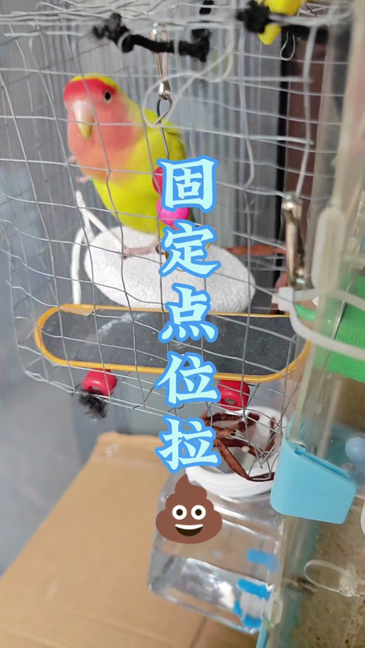 牡丹鹦鹉训练步骤