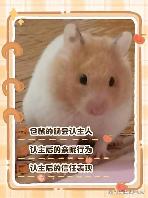仓鼠4天没人在家要紧不