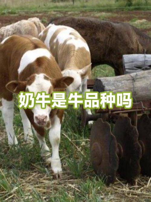 奶牛是一个品种吗截图
