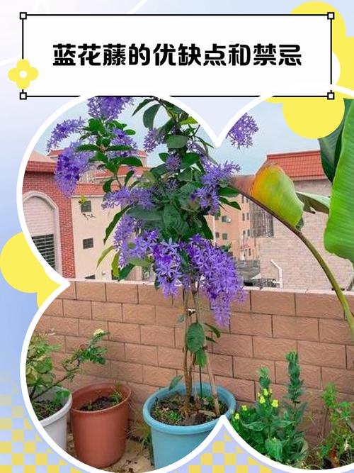 蓝花藤的优缺点和禁忌