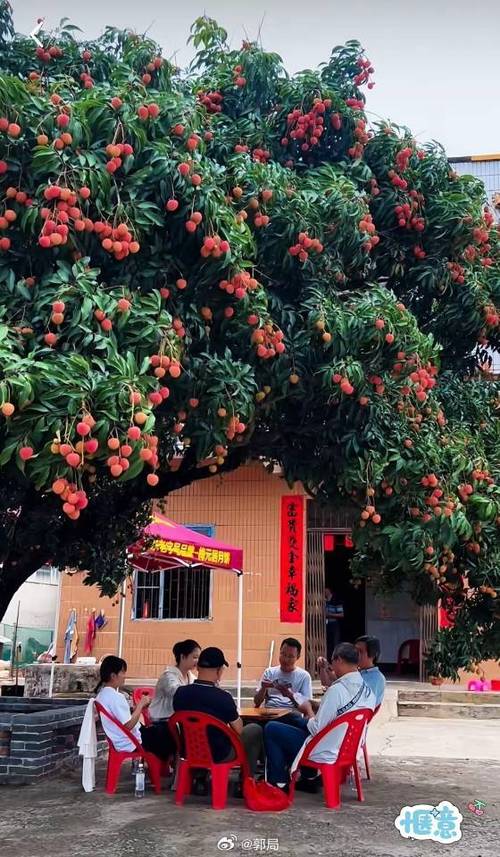 荔枝树是什么样的游戏截图