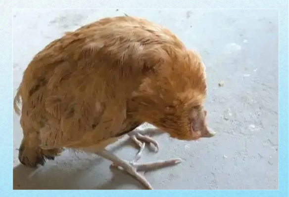 鸡身上有病毒吗