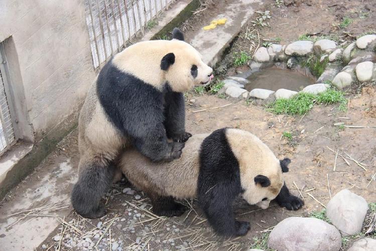 熊猫配种全过程截图
