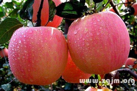 梦见苹果带缘分在暗示什么截图