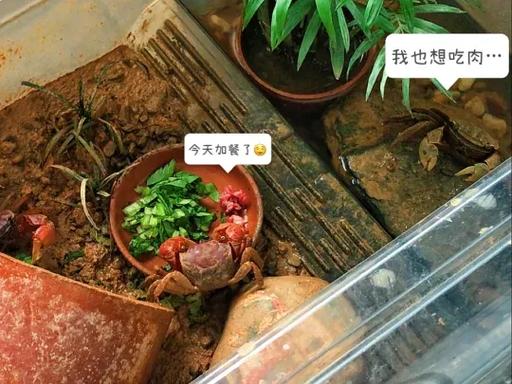 路边卖的螃蟹怎么养活