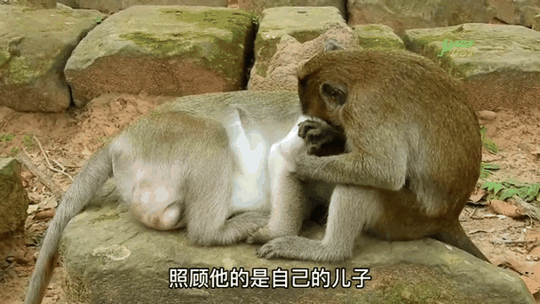 男生说要给你生猴子是啥意思
