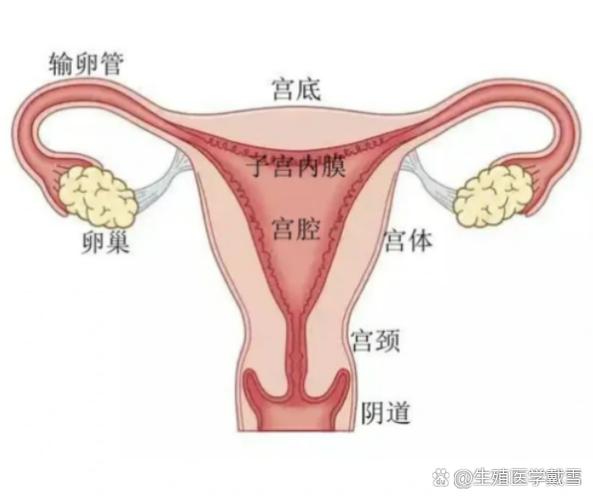 宫底在哪里