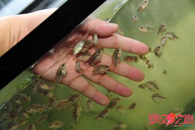 罗汉鱼繁殖步骤游戏截图