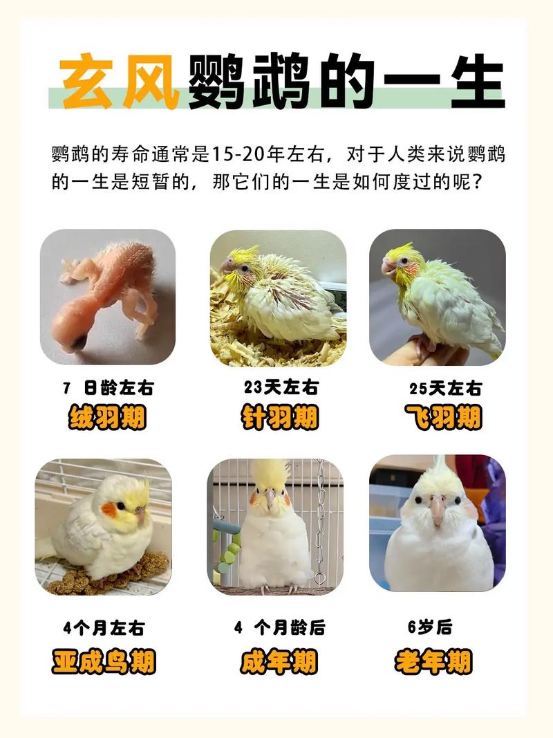 玄凤鹦鹉下蛋前的征兆