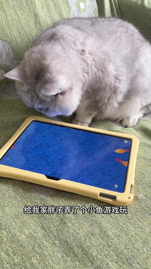小猫玩的触屏游戏