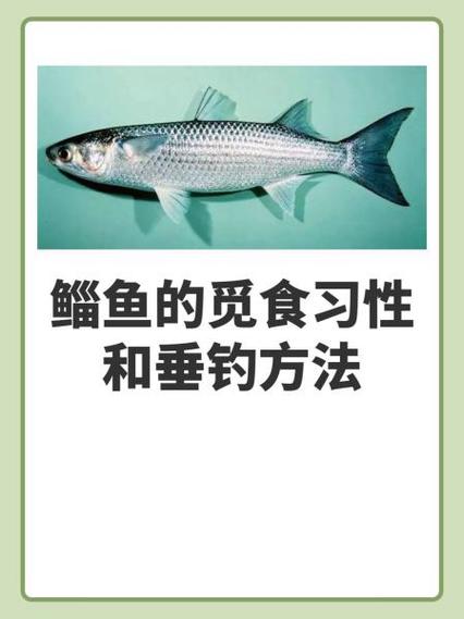 鲻鱼截图