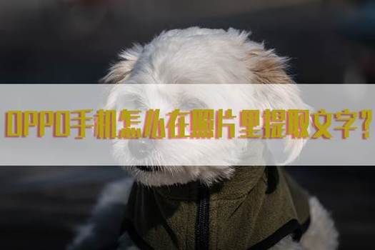 oppo相册提取文字图标