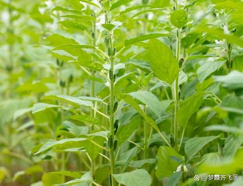 芝麻二片叶子可以移植吗