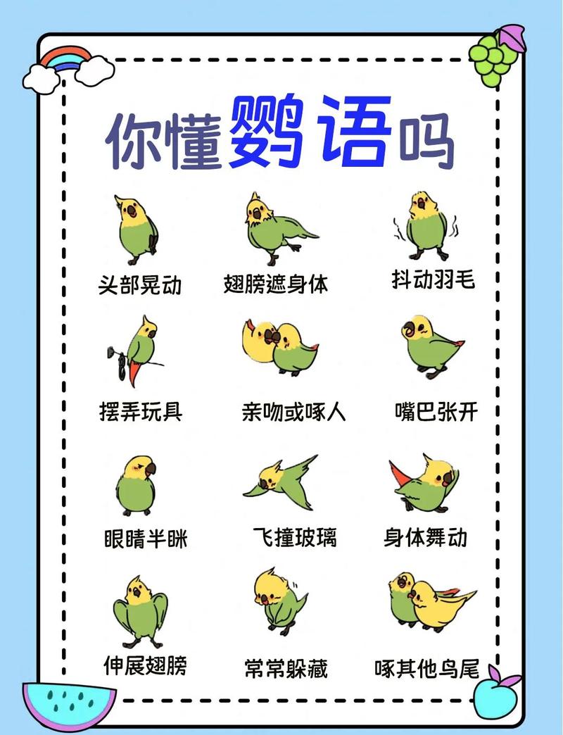 鹦鹉说话前的征兆