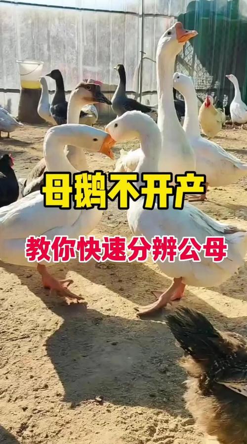 养鹅的十句口诀