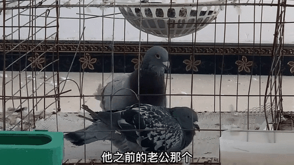 红二线配雨点鸽图片