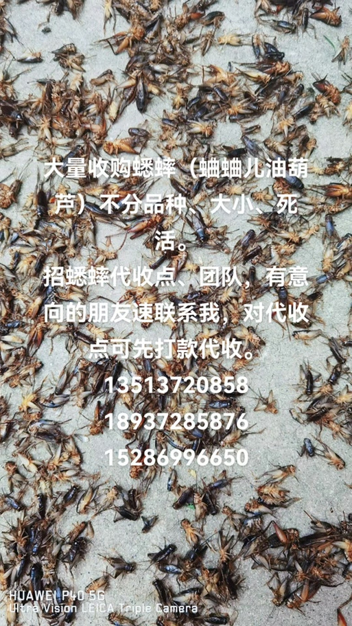 大量收购蟋蟀联系电话