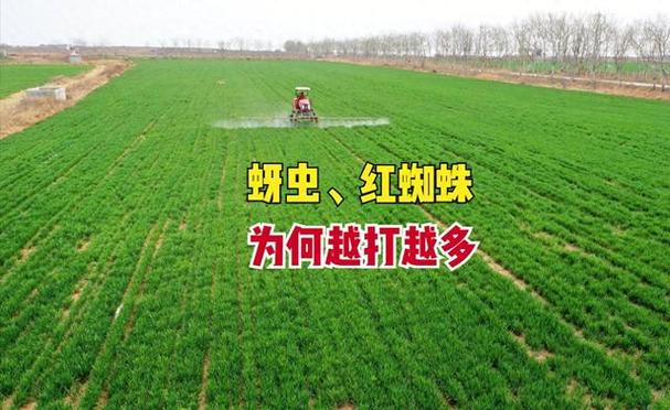 小麦为什么越踩越好
