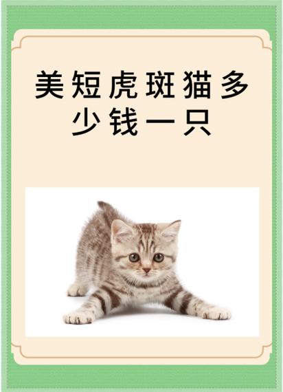 美短猫为什么不建议养