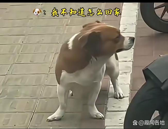 狗丢了白天找还是晚上找