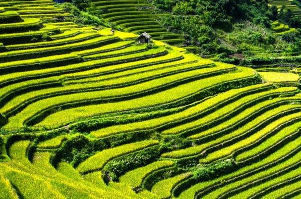 美丽的梯田