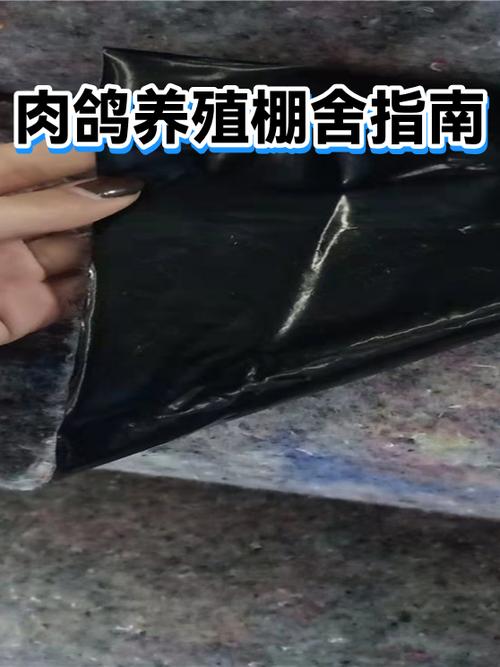 肉鸽散养好还是笼养好截图